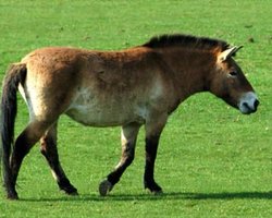 В Киевском зоопарке родился жеребенок лошади Пржевальского