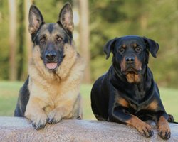Гениальные собаки учат новые слова любопытным способом: подслушивают разговоры хозяев