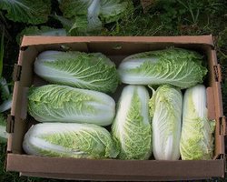 Пекинская капуста препятствует образованию раковых клеток