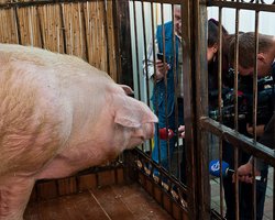 Киевляне требуют отправить хряка Фунтика из фан-зоны в зоопарк