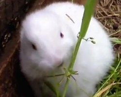 В окрестностях Фукусимы родился безухий кролик