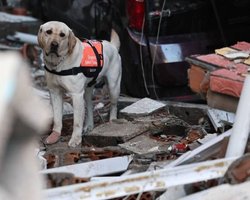 Сеть растрогала собака-спасатель, которая ищет выживших в Турции с израненными лапами