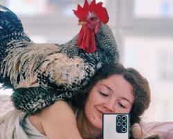 Домашний любимец: украинка держит петуха в доме вместо кота или собаки (видео)