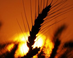 Украинские фермеры встревожены убытками из-за рекордного урожая и требуют вмешательства Кабмина, - СМИ