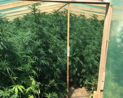 Россияне занялись наркобизнесом под Херсоном: оккупанты высаживают плантации конопли