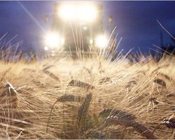 Из-за жары Украина потеряла 5 миллионов тонн зерна