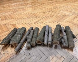 У Дніпрі на аукціон виставили 12 конфіскованих полін