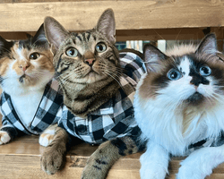 Батьки принесли новонароджену дитину додому — що у відповідь зробив кіт