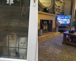 Владелица оставила котов родителям на выходные: потом ее удивили кадры с любимцами (фото)