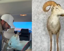 Считала "сумасшедшим": девушку удивила покупка тестя, а потом она узнала о ее ценности