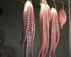 Осьминога, который верно предсказывал результаты матчей на ЧМ-2018, убили и съели