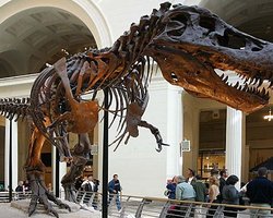 В Китае нашли ранее неизвестного родственника тираннозавра