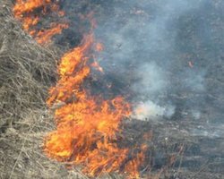 Под Киевом горело 2,5 гектара травы