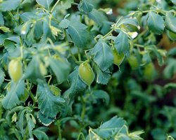 В Хмельницкой области будут выращивать горох для Израиля