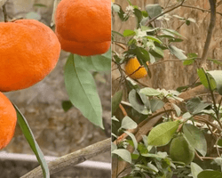 "Не повірите": під Києвом вирощують банани, ананаси та мандарини (фото)
