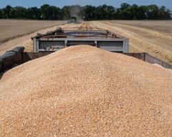 "Собираемся рассмотреть все": США ищут альтернативные пути экспорта зерна из Украины, – WSJ