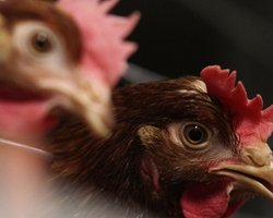 Казахстан запретил импорт птицы из Украины