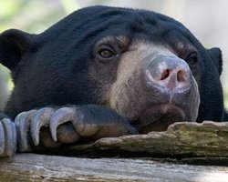 В Киевском зоопарке решили усыпить медведя Соломона