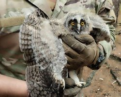 Милота зашкалює: Легіон "Свобода Росії" показав зворушливі фото з врятованим пташеням