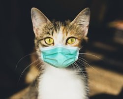 "Возможна передача животным": ВОЗ призвала больных COVID ограничить контакты с питомцами