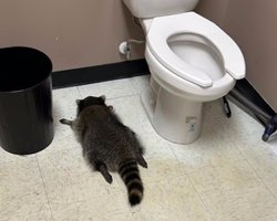 Просто живе своє найкраще життя: у США розповіли історію єнота-випивохи