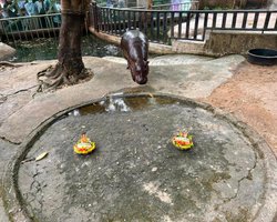 Карликовый бегемот предсказал победителя выборов в США (фото, видео)