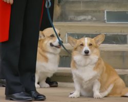 В Сети появились свежие фото любимых корги королевы Елизаветы II