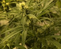 Одновременно с выборами президента три штата США легализовали марихуану