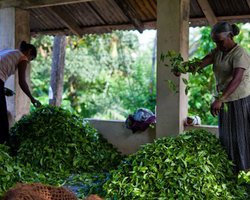 Шри-Ланка пожертвовала Японии 3 млн. мешков цейлонского чая