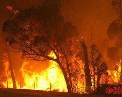 Ущерб от лесных пожаров в России превысил 300 млрд. долл