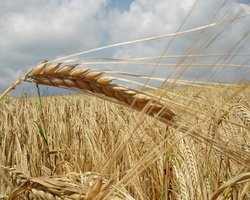 Кабмин продлит действие квот на экспорт зерна 