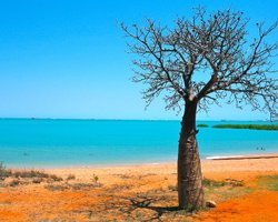 24 м заввишки і 3 м завширшки: на Мадагаскарі ховається "мати" стародавнього тропічного лісу