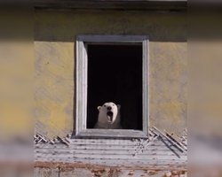 Банда белых медведей захватила метеостанцию в Чукотском море: живут прямиком в домах (видео)