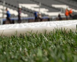 В сентябре на НСК Олимпийский начнут стелить газон из Словакии