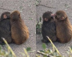 Історія продовжується: самотнє мавпеня Панча помітили з подружкою (відео)