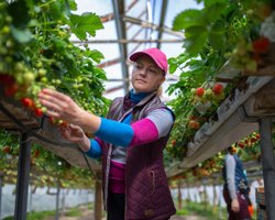 Финляндия планирует организовать чартеры для украинских заробитчан