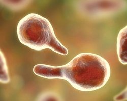 На МКС что-то странное произошло с вирусами: они стали более опасными (фото)