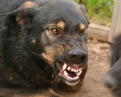 В Киеве бездомные собаки царапают и грызут автомобили