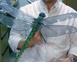 Комарі та бабки з розмахом крил до 70 см: чому зникли гігантські комахи (фото)