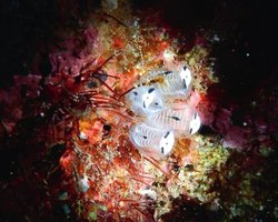 На морському дні біля берегів Японії знайдено кладовище крихітних скелетів панд: звідки вони тут