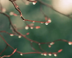 "Зима завершується": Діденко розповіла, де в Україні на вихідних буде +13 (мапа)