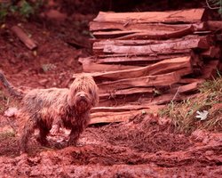 Венгрия: повторный прорыв красного шлама неизбежен