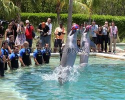 Голкипер Барселоны пропустил гол от дельфина