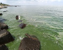 Зеленое и со стволами деревьев в воде: как выглядит Черное море возле Одессы (фото, видео)