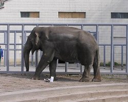 В этом году слонов в Киевский зоопарк не привезут 