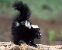 Киевский зоопарк приглашает детей посмотреть на скунсов