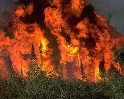 Лесные пожары в России: число погибших достигло 48 человек 