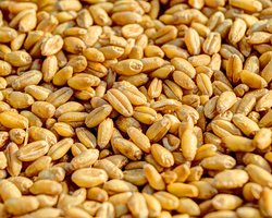 Венгрия может продлить запрет на импорт зерна из Украины: названо условие