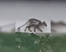 Чи була Чупакабра: вчені пояснили, кого спіймали в об'єктив на Івано-Франківщині