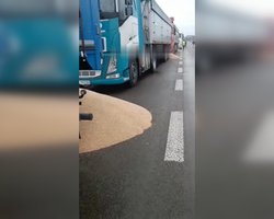 "Поступок отчаяния": в Польше отреагировали на рассыпанное возле границы украинское зерно